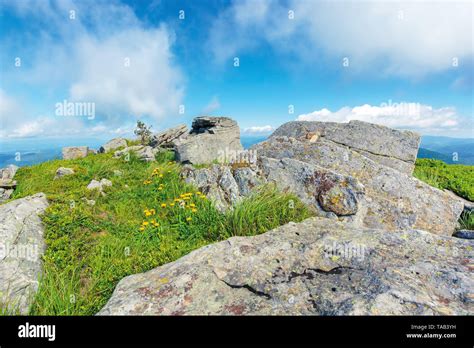 Summer Nature Scene On Top Of A Hill Yellow Dandelions Among Rocks On