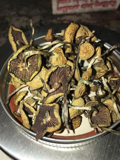 We did not find results for: 5g of dried Psilocybe Cyanescens : shrooms