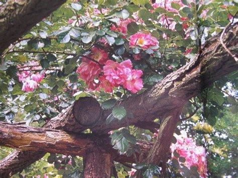 Download and use 80,000+ coral dawn climbing rose stock photos for free. Cl Coral Dawn, Coral Dawn climbing rose is a disease ...