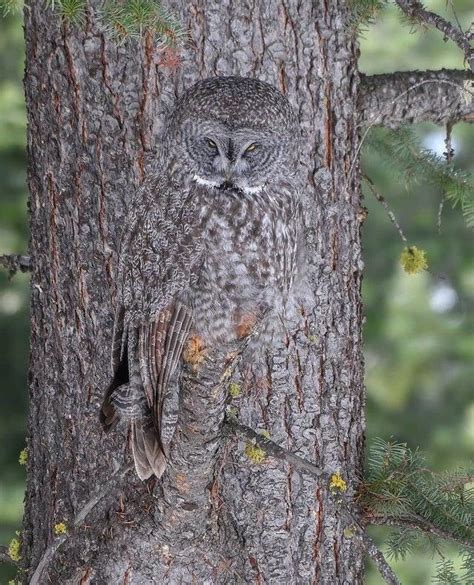 Amazing Camouflage Of Owl Rdamnthatsinteresting