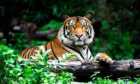 ANIMALES: Información en la【 Enciclopedia Animal 】® Anipedia