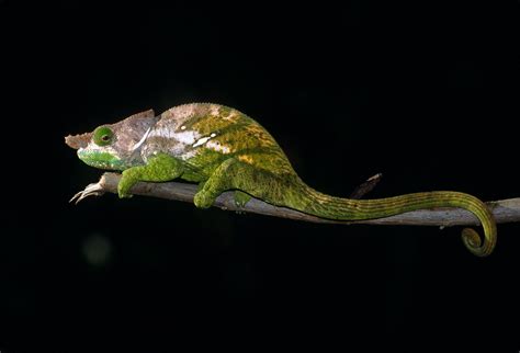 O'shaughnessy's chameleon has a range of about 18,000 square kilometers throughout the southeastern portion of the central highlands of madagascar. O'shaughnessy's Chameleon, Calumma o. oshaughnessyi | Flickr