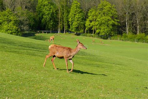 A Herd Of Deer On A Green Pasture At The Sunset Stock Photo Image Of