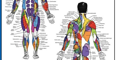 $21.95 - Ever wonder what all the names of the muscles in your body are