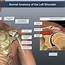 Normal Anatomy Of The Left Shoulder  TrialExhibits Inc