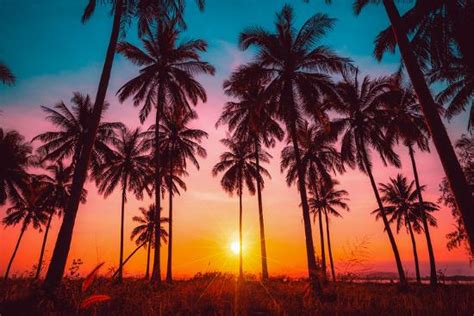 Silhouette Coconut Palm Trees On Beach At Sunset Vintage