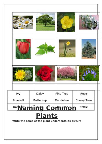 Ks1 Naming Common Plants And Trees Teaching Resources