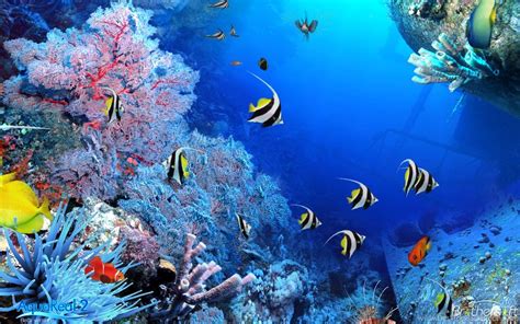3d Aquarium Wallpapers Free Download Download Fish Tank 3d Live