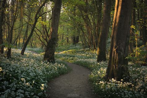Wild Garlic Woodland - Drew Buckley Photography ~ Pembroke, Pembrokeshire