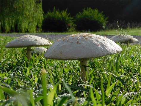 Big White Mushrooms In Grass Close Up Free Image Download