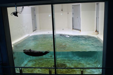 Sea Otter Exhibit Zoochat