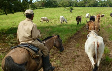 lanzan programa de crédito para ganadería de carne del país panamá américa