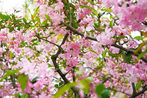 The Ultimate Guide To Cherry Blossoms In China Chinese Cherry