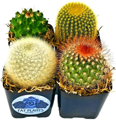 Mini Cactus Plants In Plastic Planters 4 Fat Plants San Diego