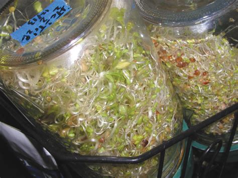 Sprouting How To Do It In Your Kitchen Grow Northwest