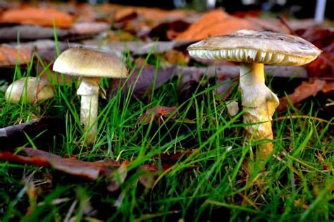 10 Common Mushrooms In Virginia Star Mushroom Farms