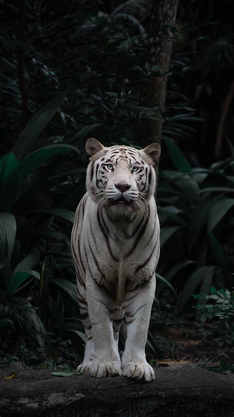 Download Wild Animal White Tiger Wallpaper