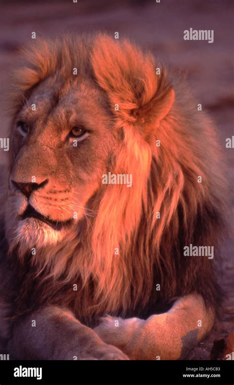 Namibia Male Lion Panthera Leo Stock Photo Alamy