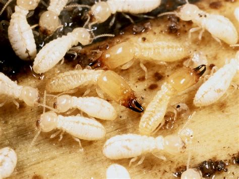 Our Southern Termites Are Different The Formosan Subterranean Termite