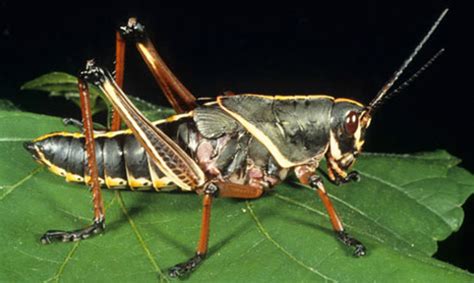 Delany the top of its head is mostly blackish with a light median stripe. eastern lubber grasshopper - Romalea guttata (Houttuyn)