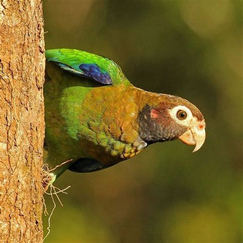 An Introduction To Birdwatching In Costa Rica Proimagen