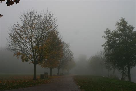 Foggy Autumn Day Near London Song Bird Songs