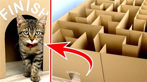 Guy Builds Giant Maze Labyrinth For His Cats Will They Find Their Way
