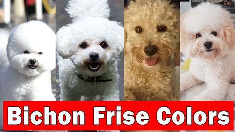 4 Beautiful Bichon Frise Colors And Their Pattern Bichon Frise Types