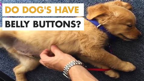 Do Dog S Have Belly Buttons Youtube