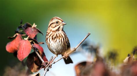 Animals Hd Images Photos Wallpapers Free Download House Sparrow Hd Images