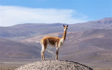Les Lamasalpagaset Vigognes Animaux Typiques Du Pérou Terra Peru