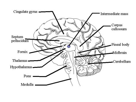 Our labelling worksheets are a fun way to practise vocabulary by topic, season or holiday and come in three versions: Brain Jack Image: Brain Functions Diagram