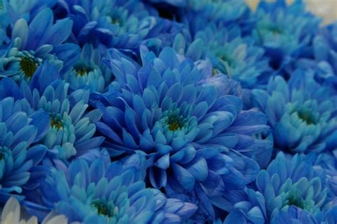 True Blue Chrysanthemum Flowers Produced With Genetic Engineering