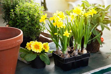 How To Plant And Grow Daffodils Kellogg Garden Organics™