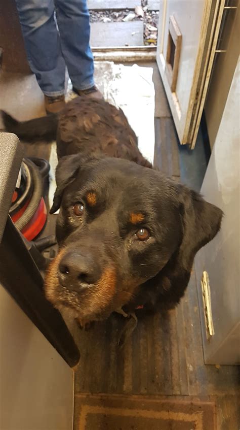 Now that you know what to expect when adopting your rottweiler puppy, you need to decide where your new companion is going to come. Rottweiler Dogs for Adoption and Rescue