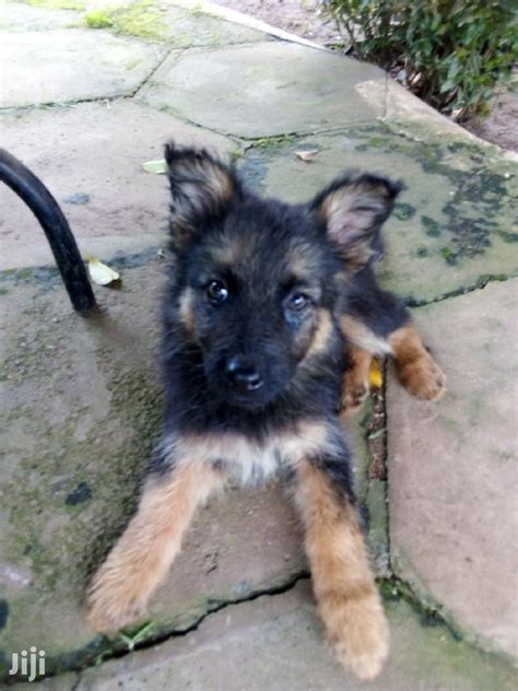 Archive 1 3 Month Female Purebred German Shepherd In Kampala Dogs