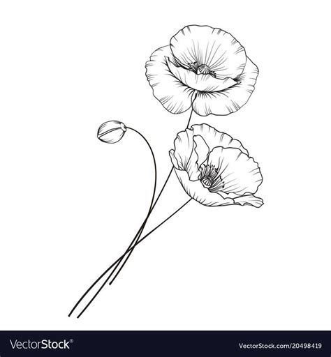 Two Poppies On A White Background In The Style Of Line Art Black And White