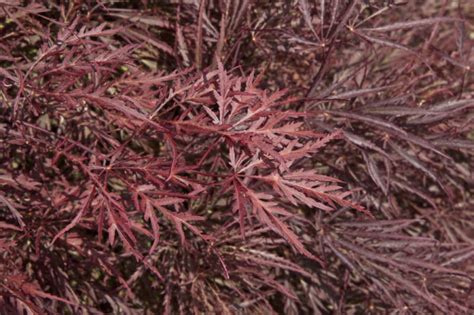 Dark Red Japanese Maple Leaves Clippix Etc Educational Photos For