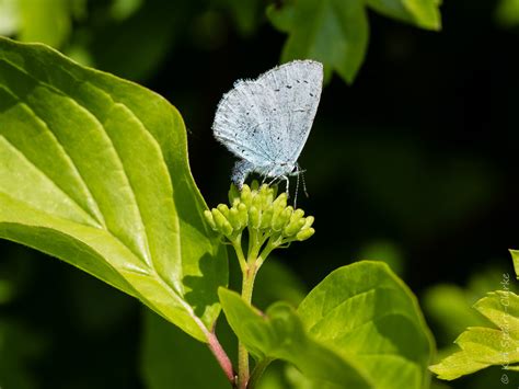 Planting For Holly Blue Butterflies — Kiri