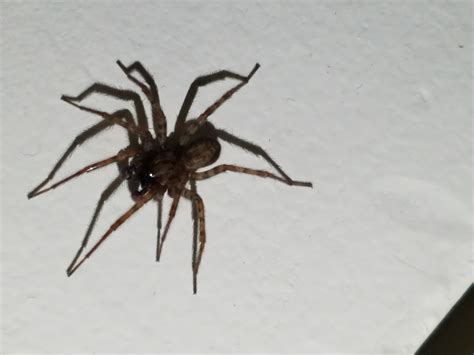 Unidentified Spider In Massachusetts United States