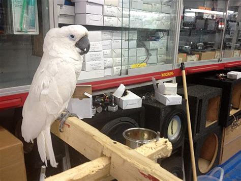 Peto is an australian owned family pet store run by locals since opening in 2007. Bronx Auto Shop Doubles as Exotic Bird Store - University ...