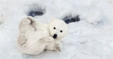 Whats A Baby Polar Bear Called And 4 More Amazing Facts A Z Animals