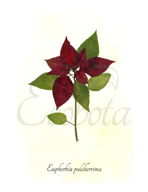 Poinsettia Botanical Print Christmas Wall Art Herbarium Etsy