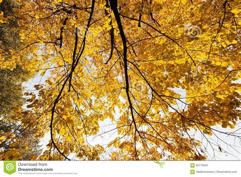 Yellow Leaves In Autumn Stock Photo Image Of Park Beautiful 82775640