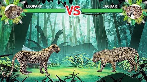 Leopard Vs Jaguar Youtube