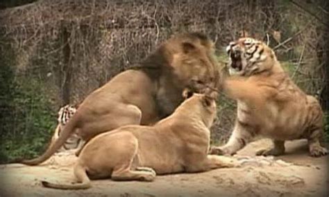 Coney Island Zoo Tiger Kills Lion Pcmigtool