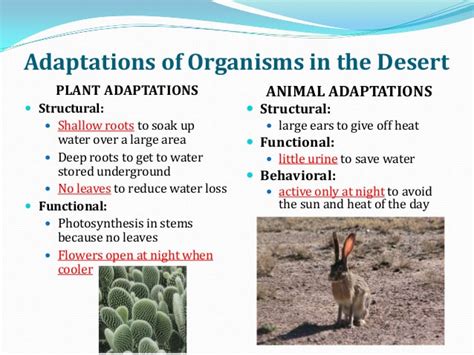 Top 118 Plant And Animal Adaptations In The Desert