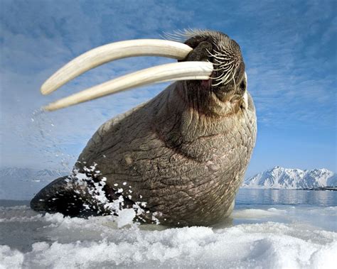 Walrus Walrus Arctic Ocean Wallpaper 1280x1024 Wallpaper Download