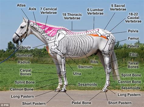 Understanding Horse Anatomy