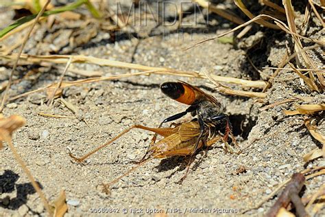 Sand Wasp Stock Photo Minden Pictures